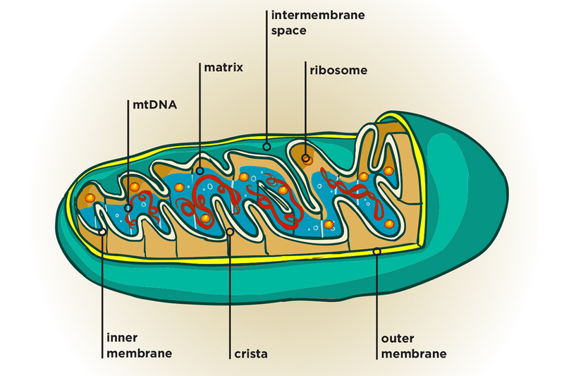 mytochondria